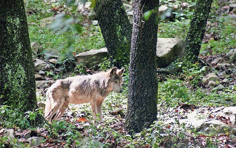 Regresan lobos mexicanos a Chihuahua: liberan tres ejemplares para recuperar la especie