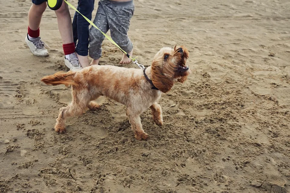 La razón por la que algunos perros ladran solo a ciertas personas, según expertos en conducta canina