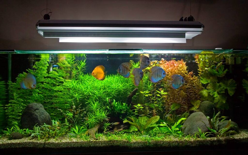 Los mejores peces para tener en casa si eres principiante en la acuariofilia