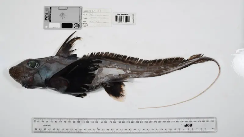 Del tiburón fantasma a la “bola de la muerte”: descubren más de mil nuevas especies marinas en un año