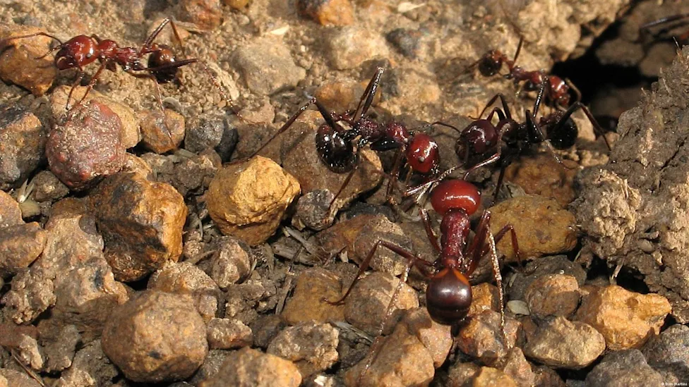 El negocio oculto de las hormigas reina: el lucrativo tráfico que alarma a Kenia y preocupa al mundo