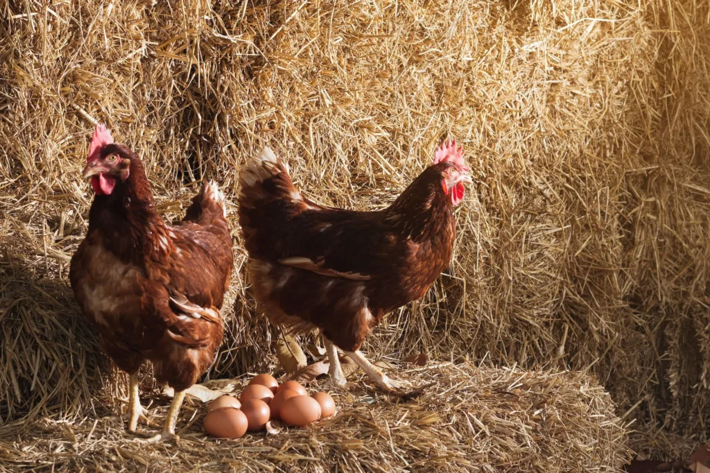 ¿Huevos camperos o de jaula? Estudio revela el dilema entre bienestar animal y cuidado del medio ambiente