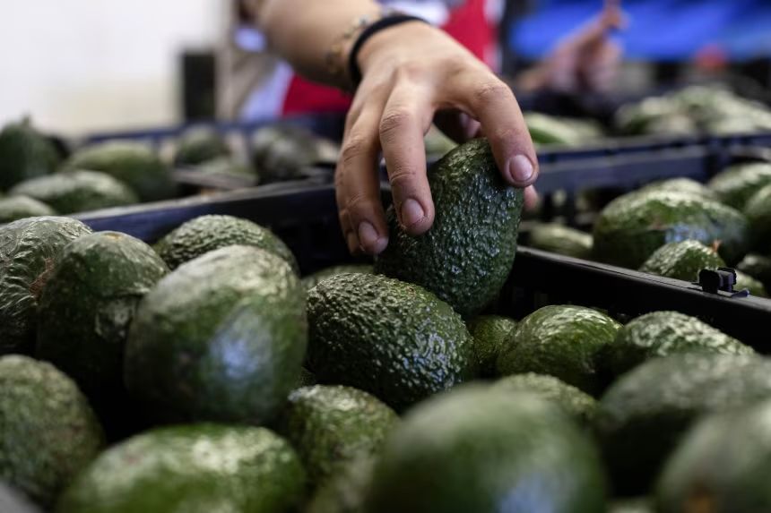 California exige aranceles al aguacate mexicano tras alerta en Michoacán