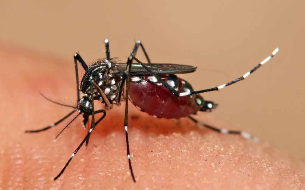 El pequeño insecto que puede causar cientos de miles de muertes: por qué el mosquito es tan peligroso