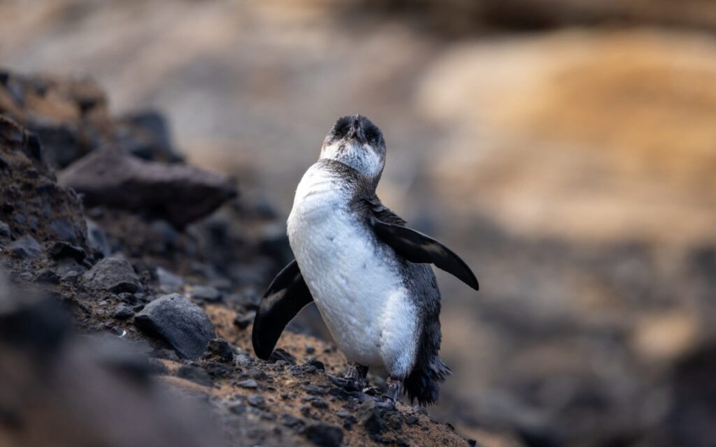 El Niño pone en riesgo a los pingüinos de Galápagos: el mar se calienta y escasea el alimento