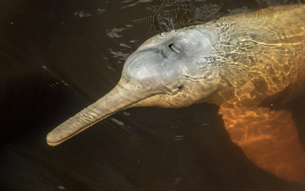 El tráfico ilegal que está matando a los delfines rosados en la Amazonía ecuatoriana