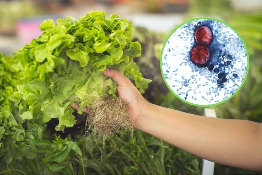 Brote de diarrea “explosiva” por lechuga se extiende a 15 estados de EU