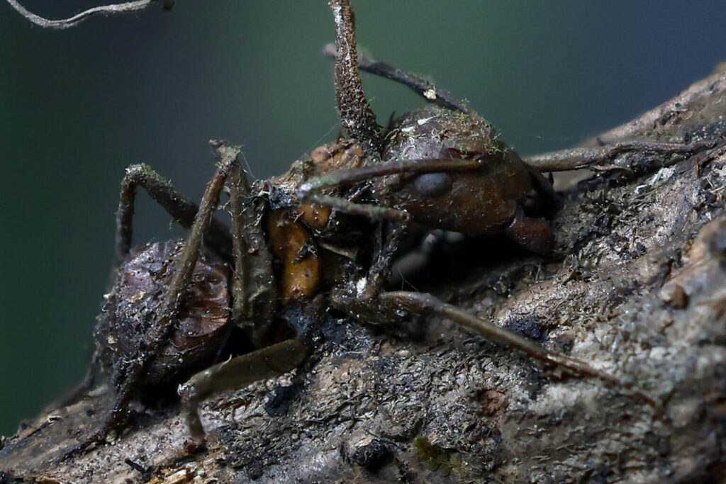 Los hongos zombis que controlan hormigas y una especie mexicana que lleva el nombre de Guillermo del Toro