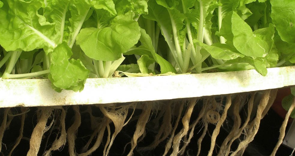 La lechuga que podría saber más a carne: científicos crean plantas capaces de producir mioglobina animal