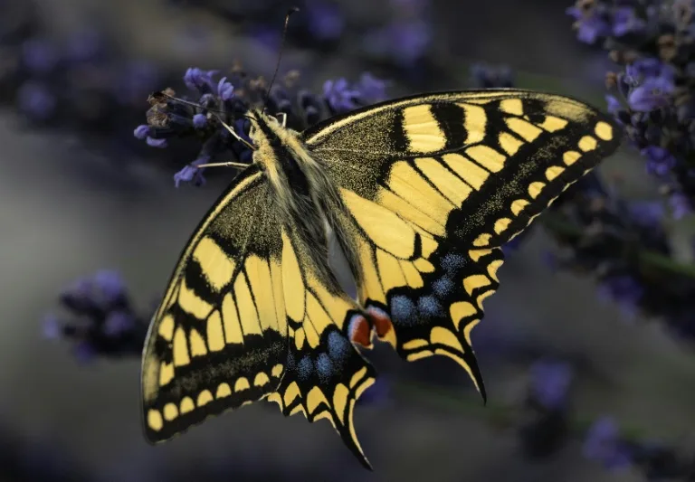 El cambio climático está cambiando el mapa de las mariposas y algunas especies podrían desaparecer