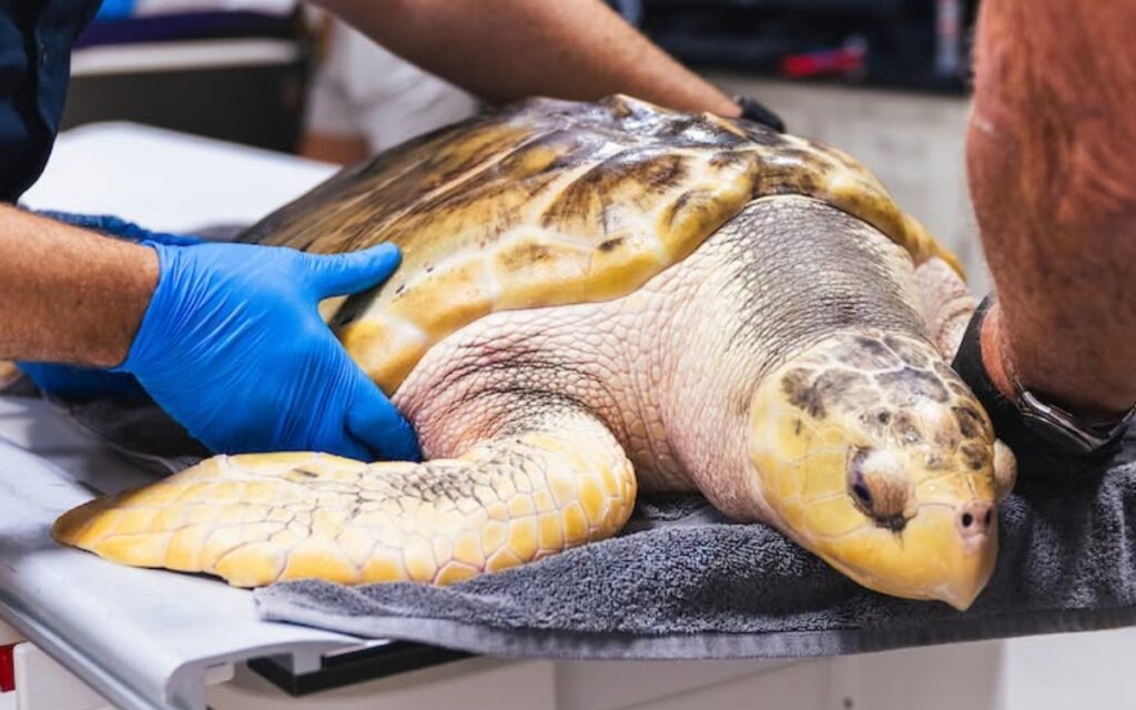 Rossi, la tortuga que cruzó el Atlántico de Texas a Gales, está lista para volver al mar