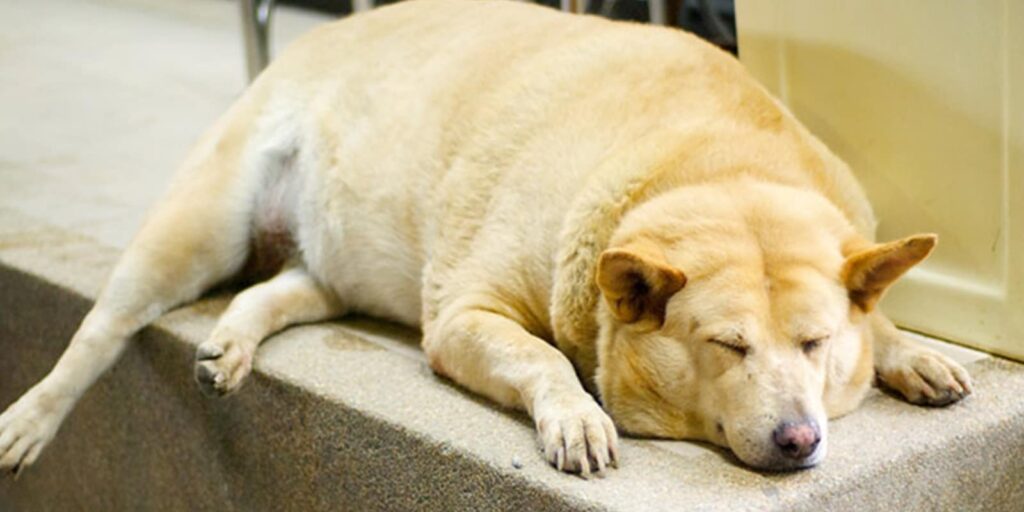 La obesidad en mascotas ya afecta a la mitad de perros y gatos del mundo