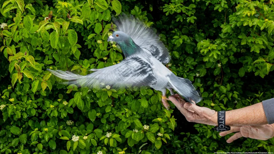 Descubren el “GPS biológico” de las palomas: células en el hígado les permiten orientarse