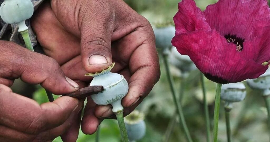 ONU ubica a México entre los mayores productores de opio ilícito
