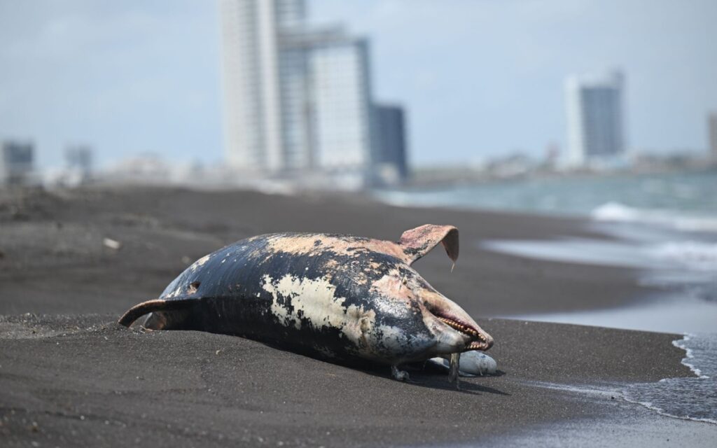 El Golfo de México bajo presión: alertan por expansión petrolera y riesgos para especies en peligro