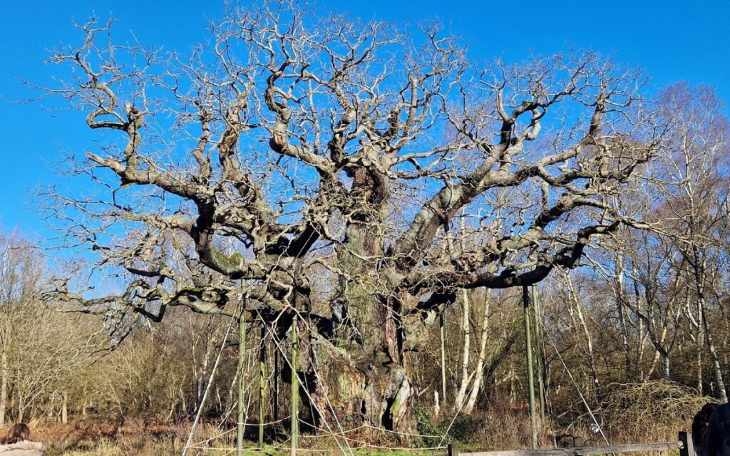 El legendario árbol de Robin Hood podría haber muerto tras más de 1.200 años de historia