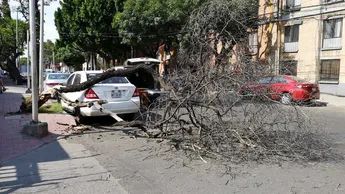 Lluvias exhiben fallas en mantenimiento del arbolado; Congreso llama a actuar en Miguel Hidalgo