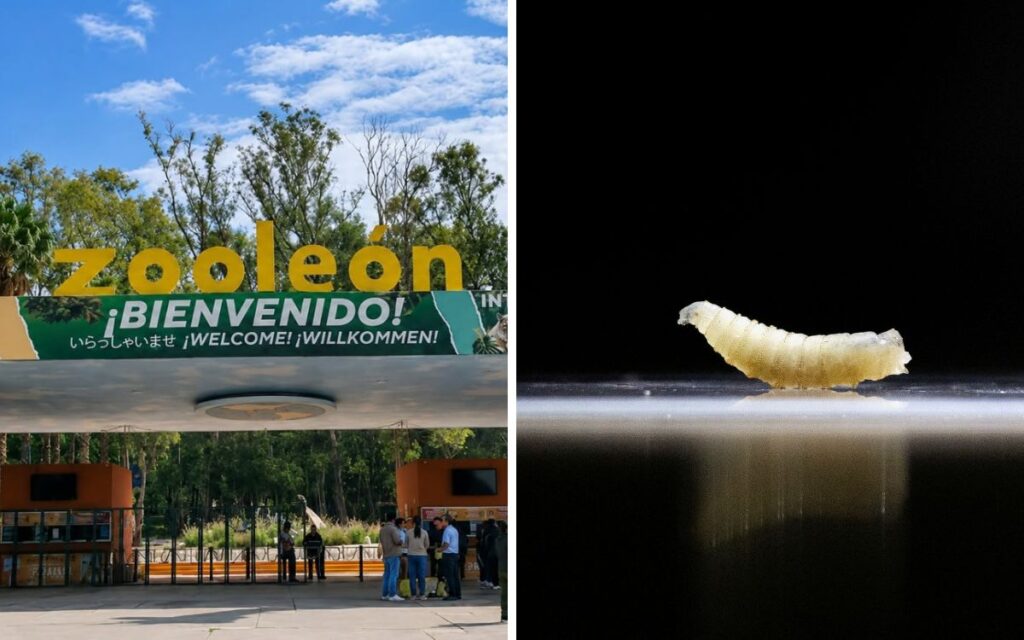 Alerta sanitaria en León: detectan Gusano Barrenador en el zoológico y refuerzan protocolos de bioseguridad
