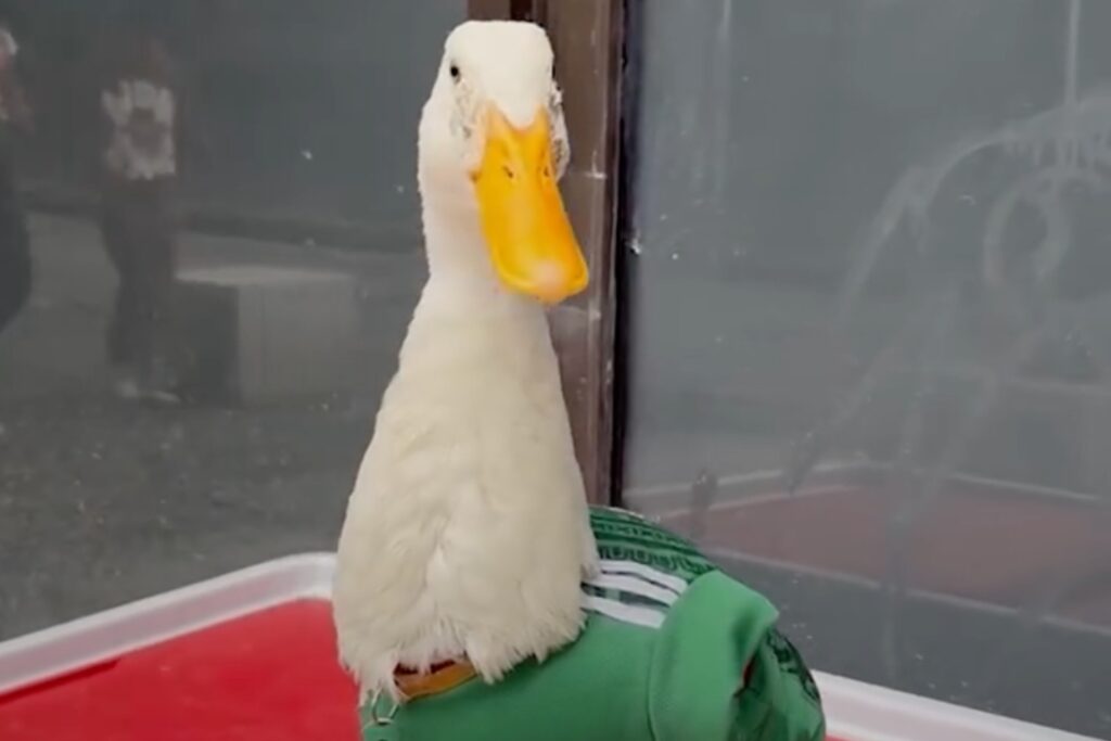 Rechazan invitación a Palacio Nacional: Pato Merlín no asistirá a mañanera