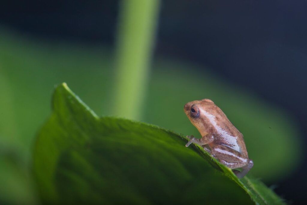 Ranas que anuncian lluvia: memoria totonaca y archivo ecológico