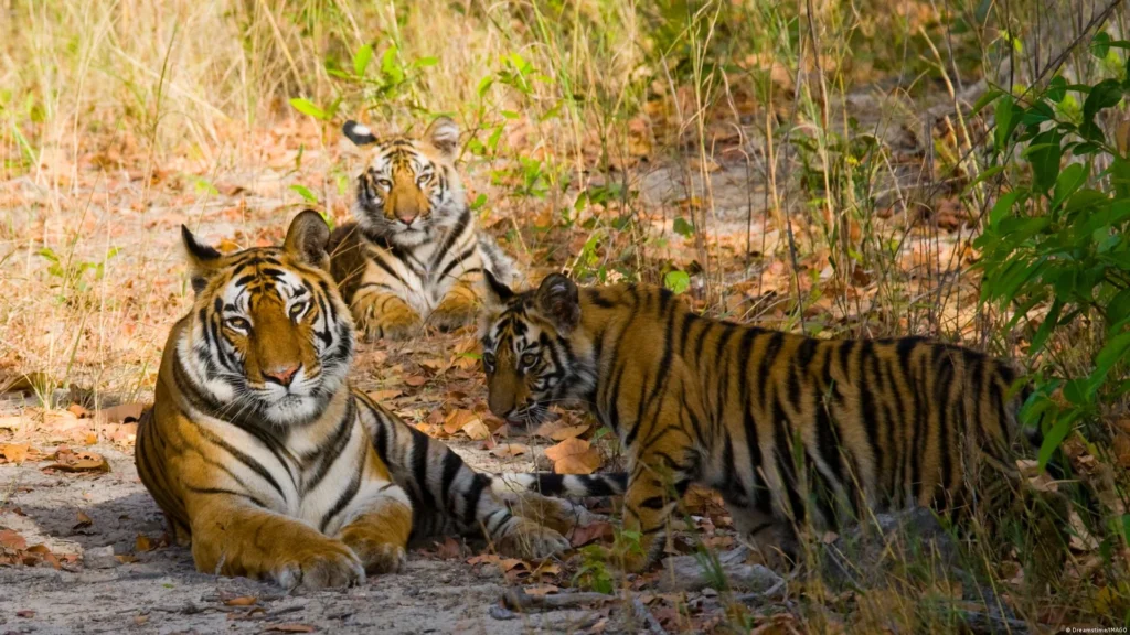 Tigresas rompen las reglas: científicos documentan por primera vez una “guardería” entre tigres salvajes