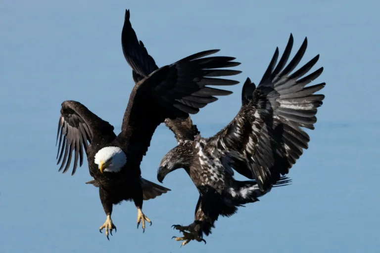 Trump reduce otra vez la protección de especies en peligro y desata críticas de ambientalistas