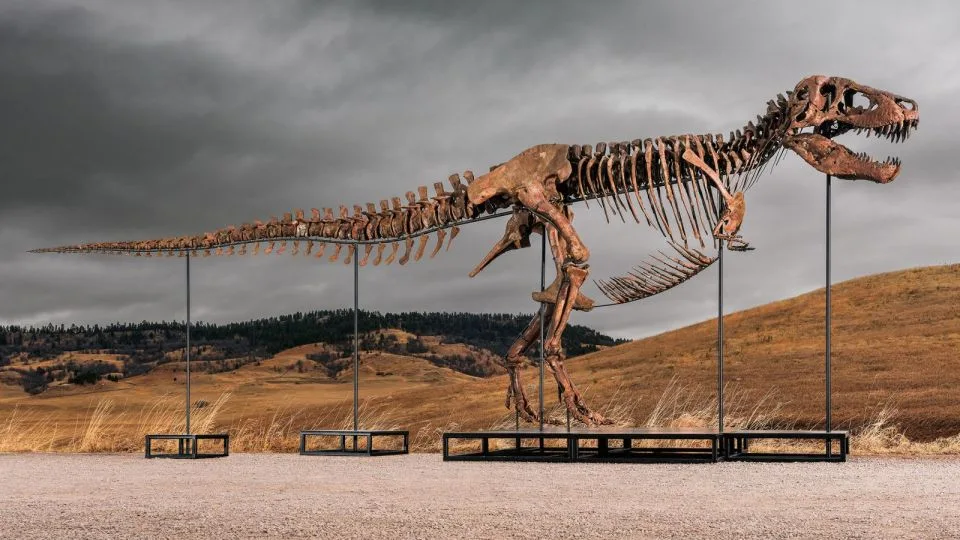 El T. rex «Gus» podría romper récords en una subasta y revive el debate sobre el futuro de los fósiles