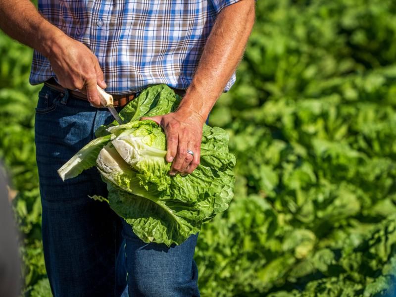 FDA descarta contaminación en lechuga mexicana; el hallazgo de cyclospora fue un «falso positivo»