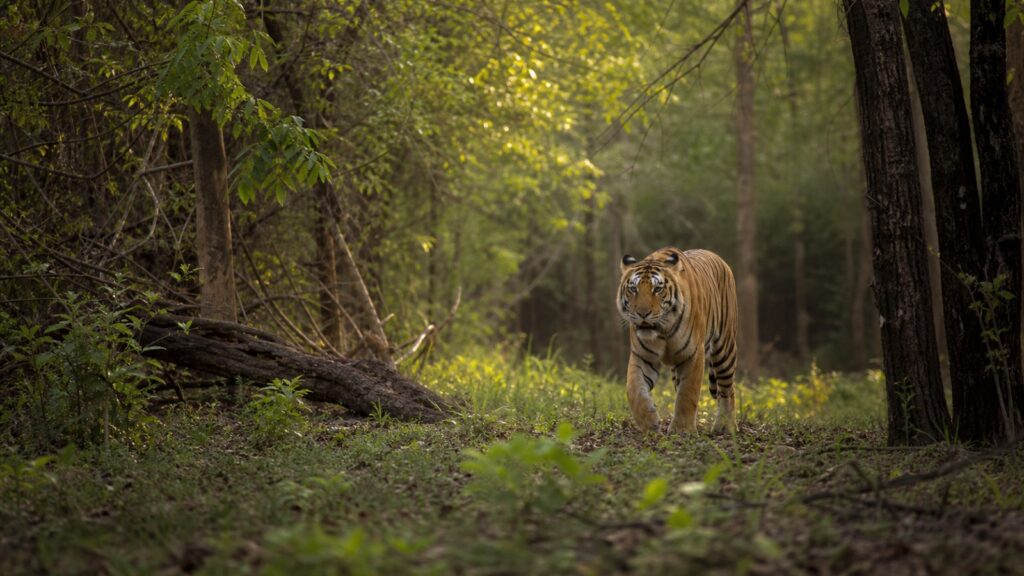 Día Internacional del Tigre: por qué sus rayas son una firma irrepetible de la naturaleza
