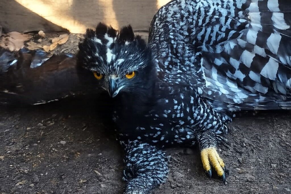 Histórico hallazgo en Querétaro: registran por primera vez al águila tirana en la Sierra Gorda