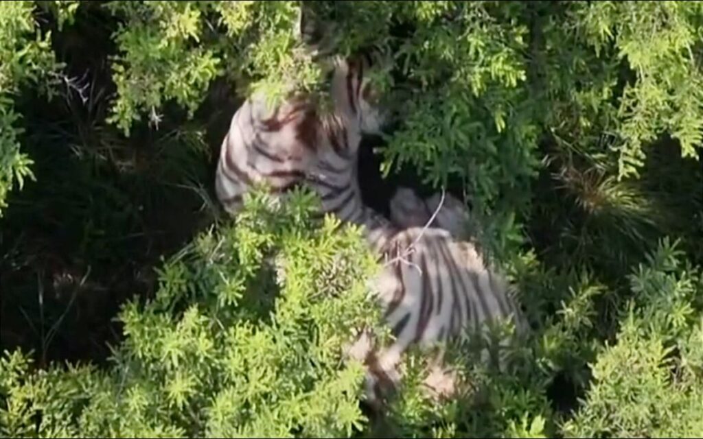 Profepa investiga las causas del fallecimientodel tigre Kenzo tras operativo en Edomex; UNAM realizaría la necropsia