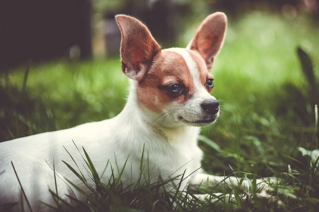 El ‘pet parenting’ gana fuerza: crecen 120% los servicios para mascotas en México y América Latina