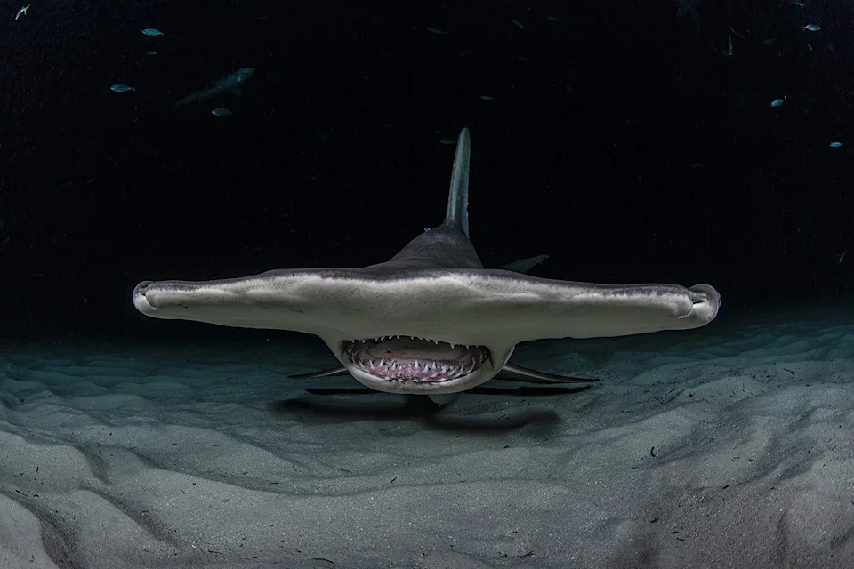 Los tiburones son mucho más sorprendentes de lo que imaginas: 8 datos científicos que cambian todo lo que creías sobre ellos