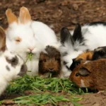 La cita más tierna del año: conejitos y cuyos tomarán CDMX este septiembre