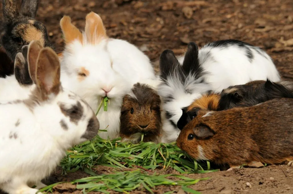 La cita más tierna del año: conejitos y cuyos tomarán CDMX este septiembre