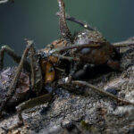 Los hongos zombis que controlan hormigas y una especie mexicana que lleva el nombre de Guillermo del Toro