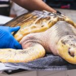 Rossi, la tortuga que cruzó el Atlántico de Texas a Gales, está lista para volver al mar